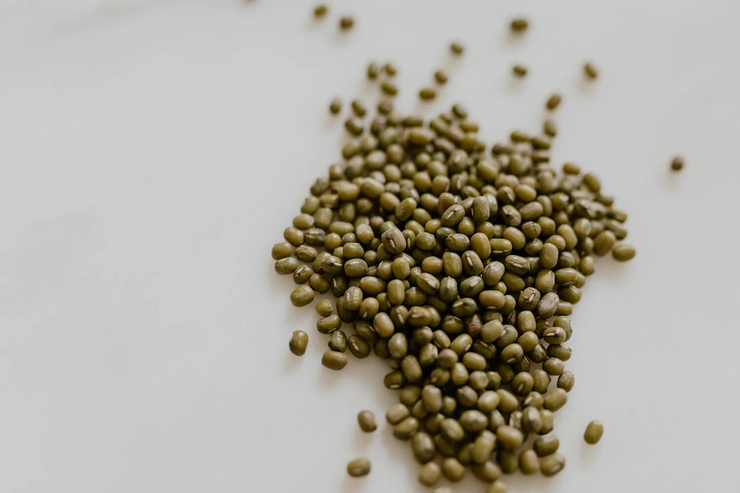 All About Mung Beans Stone Hollow Farmstead Stone Hollow Farmstead