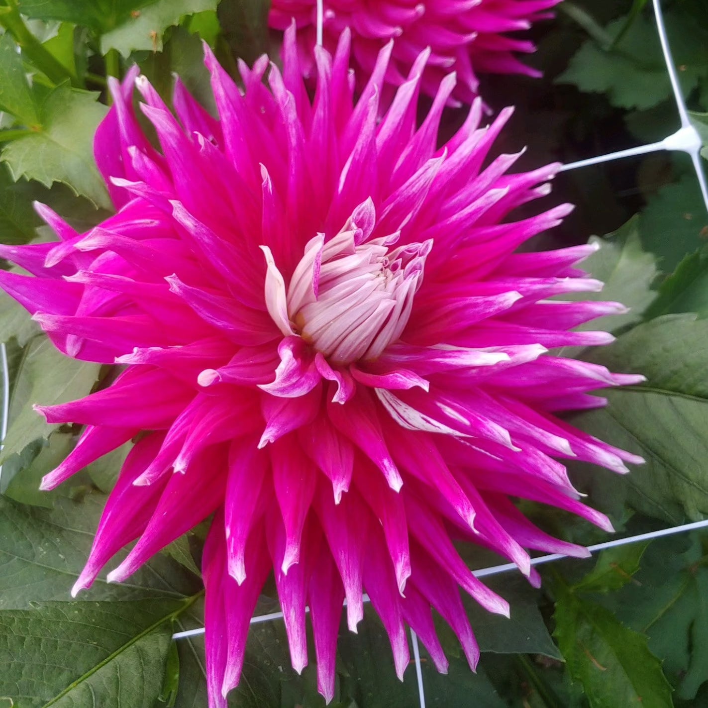 'AC Dark Horse' Dahlia Tuber Shipping March April 2026 Stone