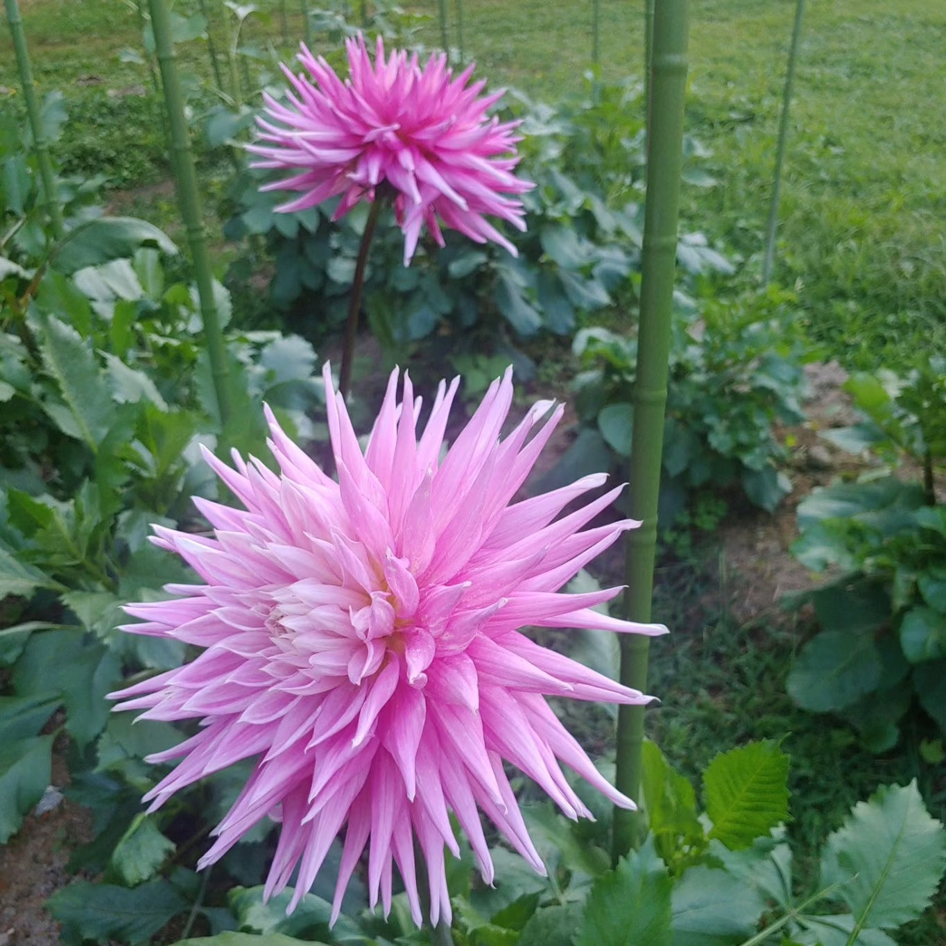 'AC Roskelley' | Dahlia Tuber | Shipping March - April 2025 | Stone 'AC Roskelley' | Dahlia Tuber | Shipping March - April 2025 | Stone