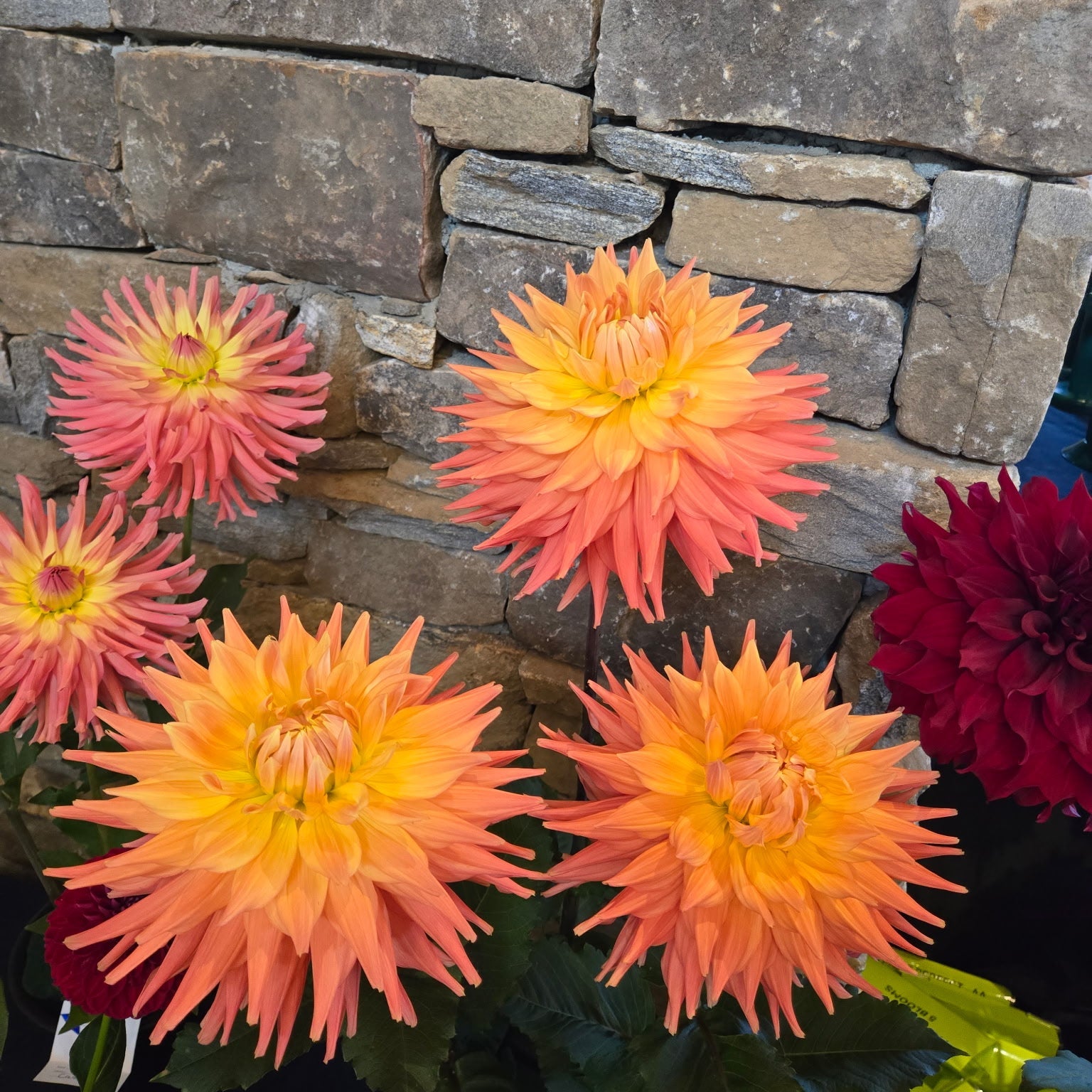 AC Ben Dahlia | Giant Orange & Yellow Semi-Cactus | Award-Winning
