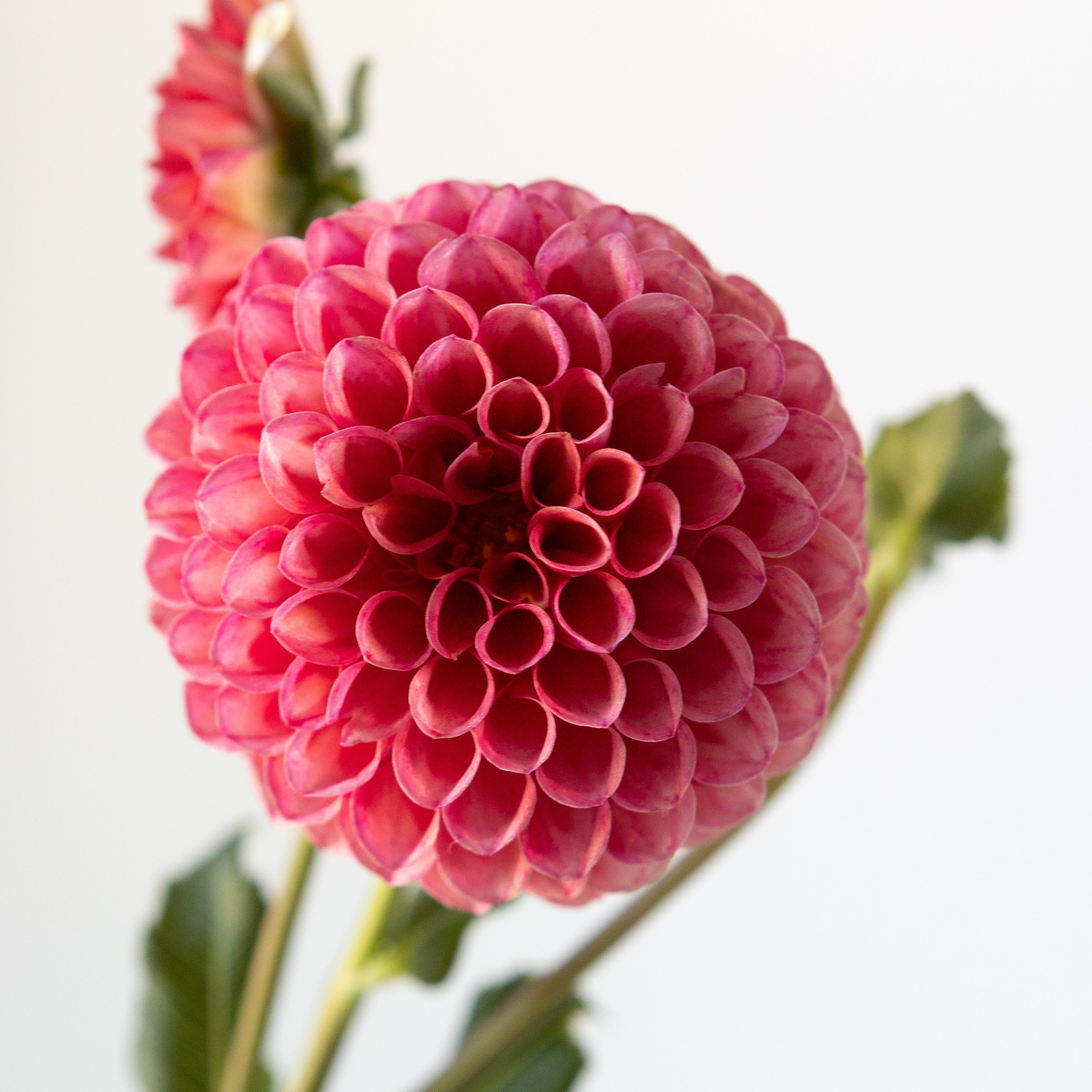 Snoho Doris' Tuber | Shipping March - April 2026 – Stone Hollow