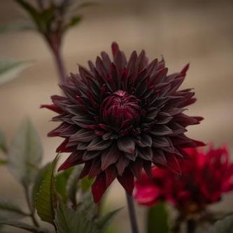 Black Jack Dahlia Rooted Cutting – Stone Hollow Farmstead