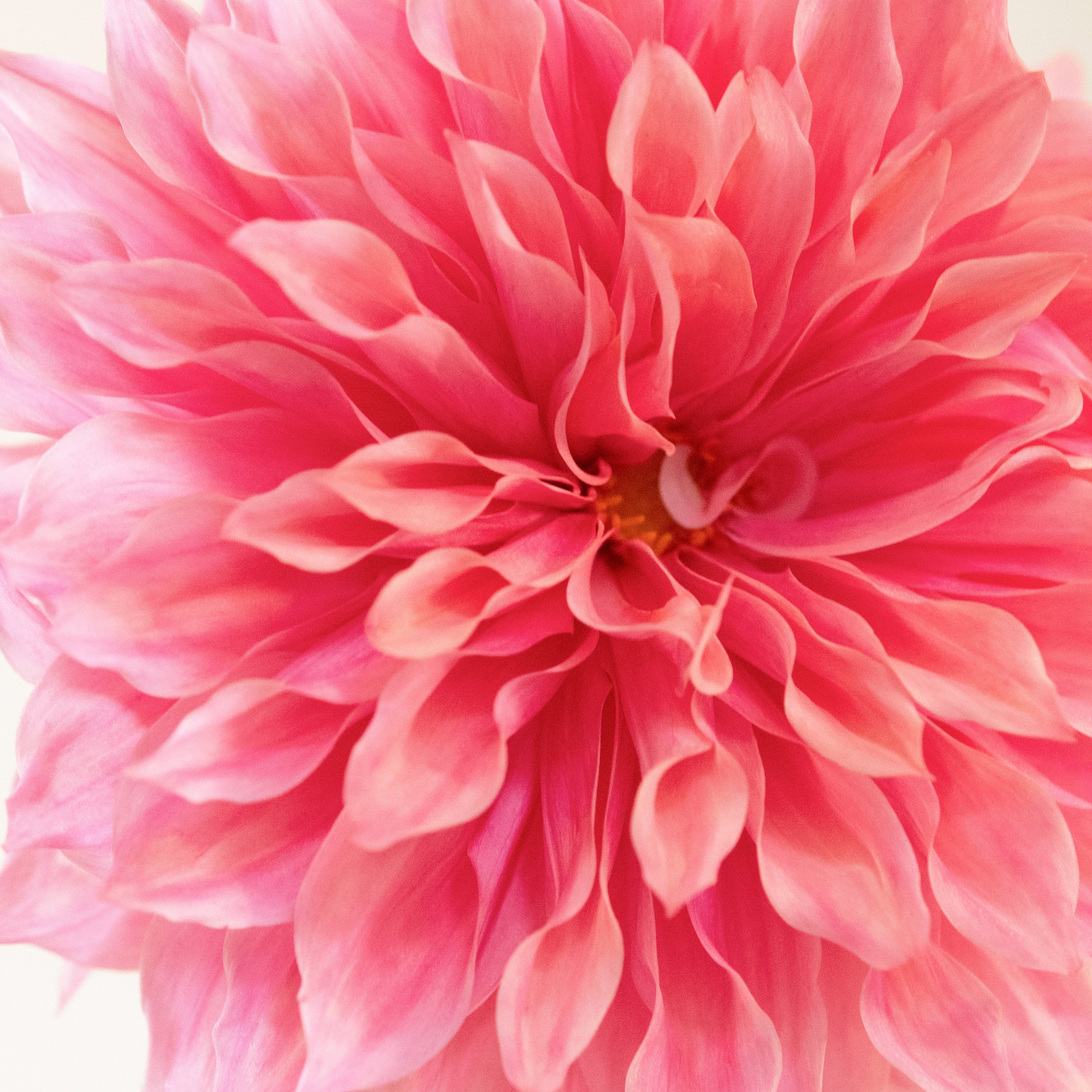 Cherokee Beauty' | Rooted Cutting | Shipping March - April 2026