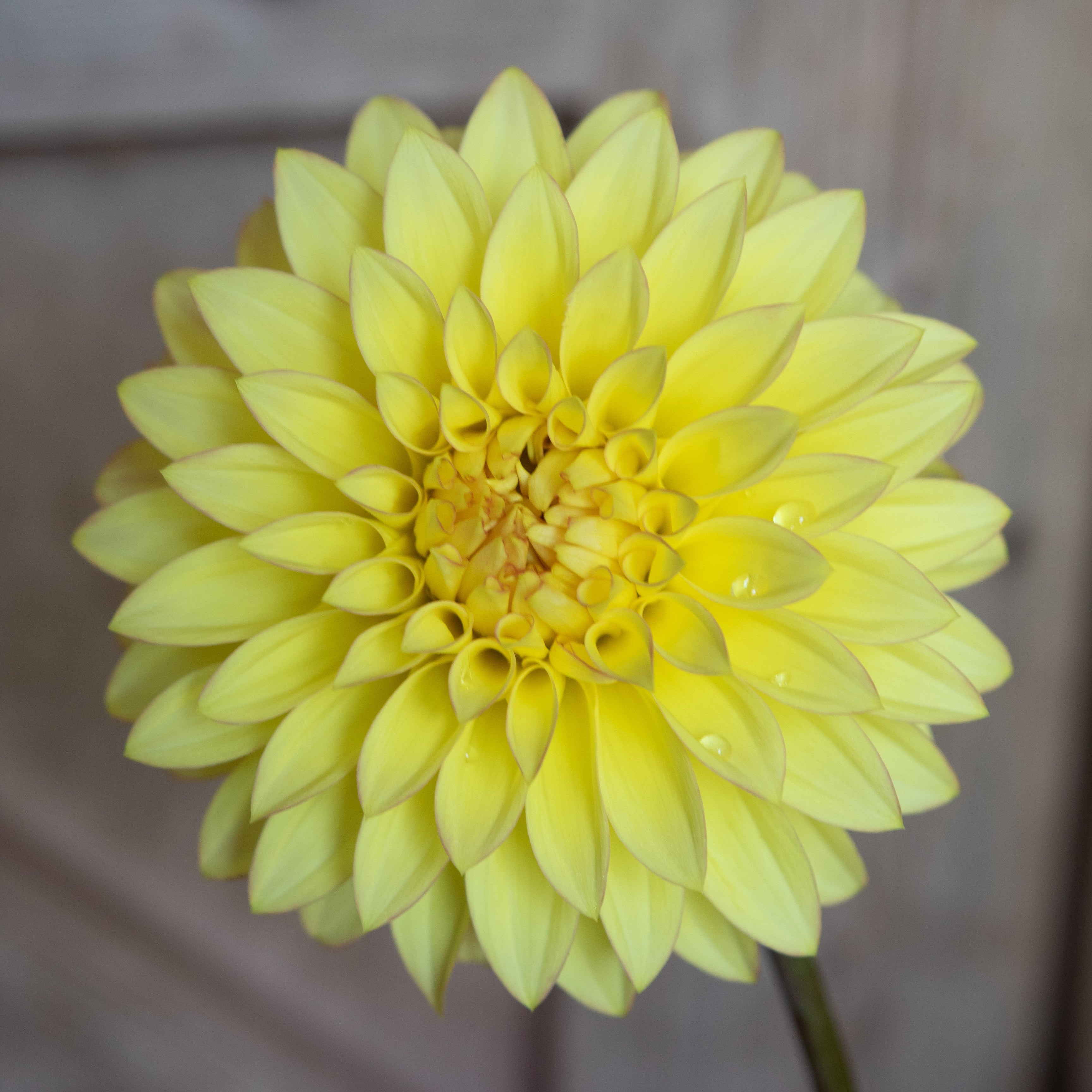 Camano Pet' | Dahlia Tuber | Shipping March - April 2026 – Stone