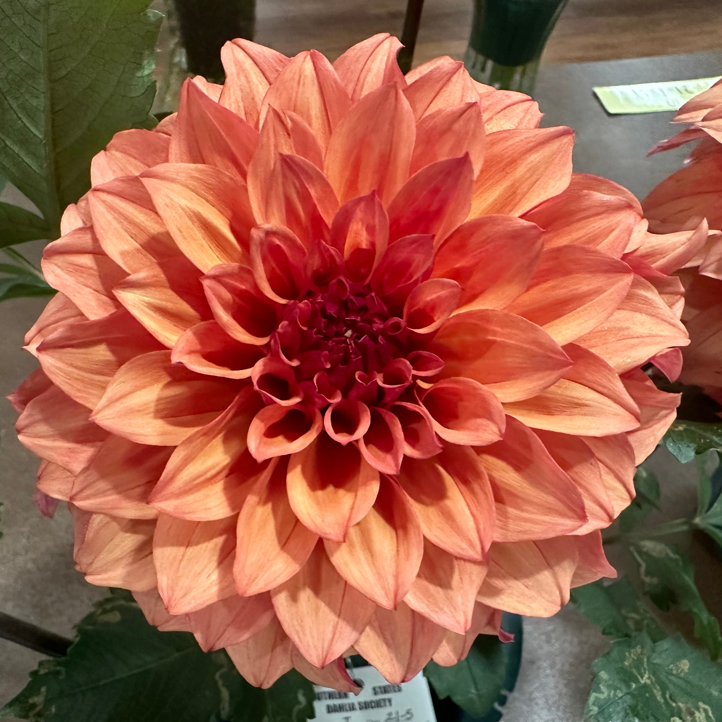 Hilltop Dagwood' | Dahlia Tuber | Shipping March - April 2026