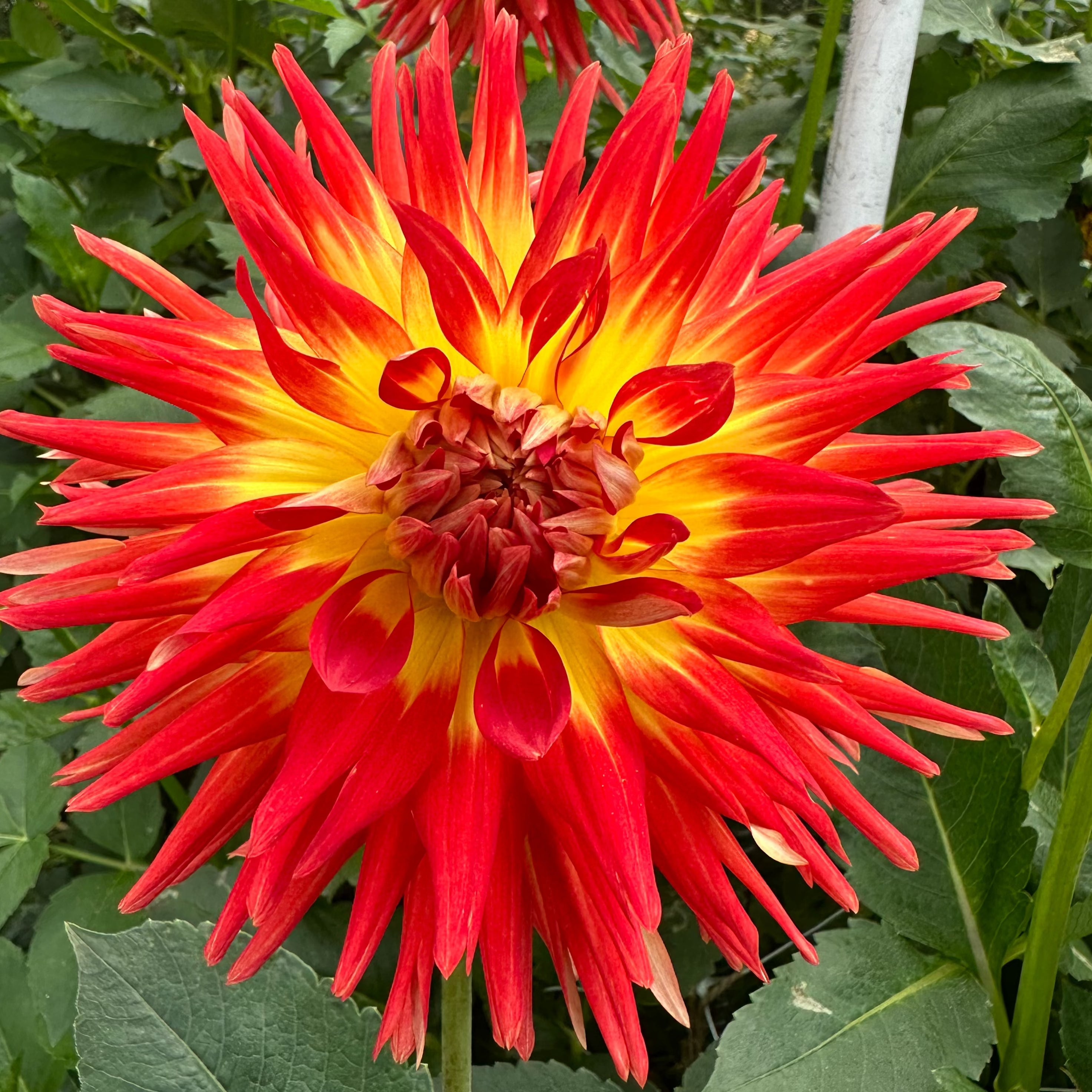 Hilltop St. Charles' | Dahlia Tuber | Shipping March - April 2026