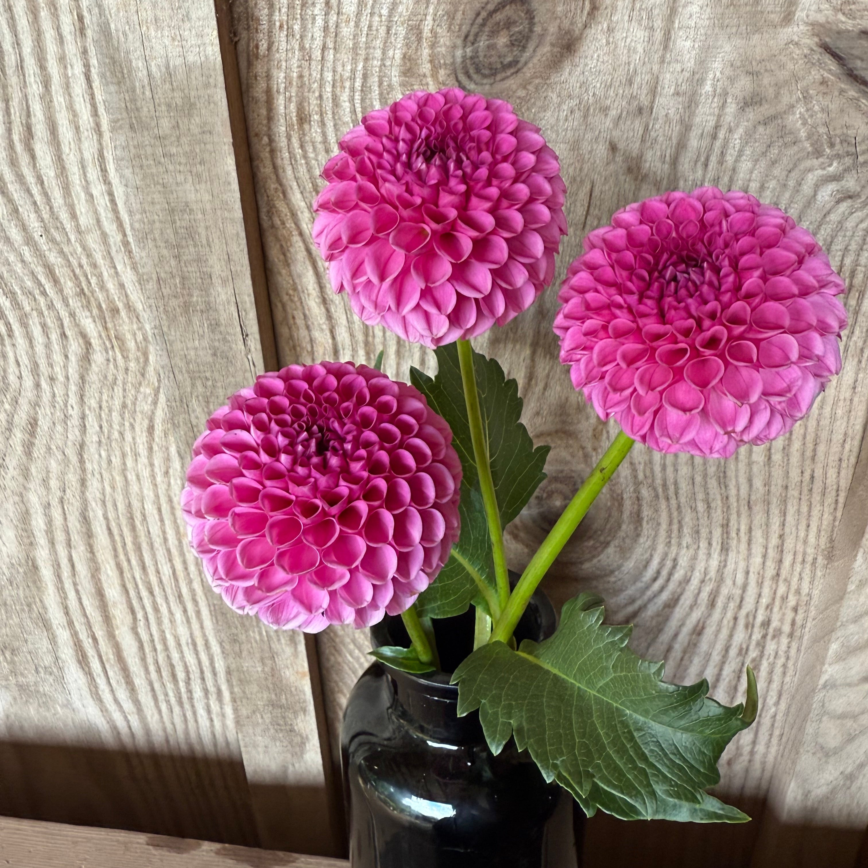 Tahoma April Dahlia Rooted Cutting – Stone Hollow Farmstead
