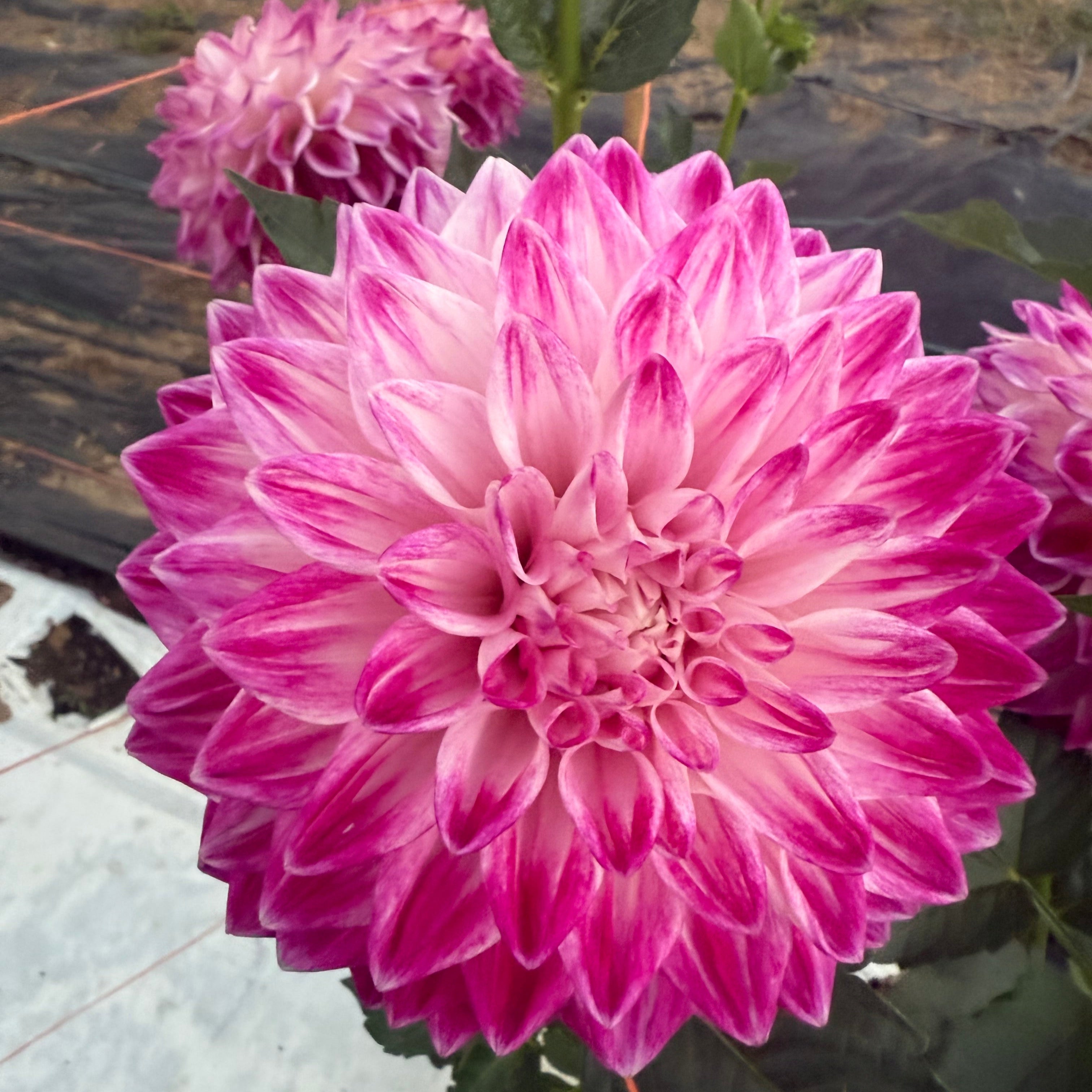 TLC Kiss' | Rooted Cutting | Shipping March - April 2026 – Stone