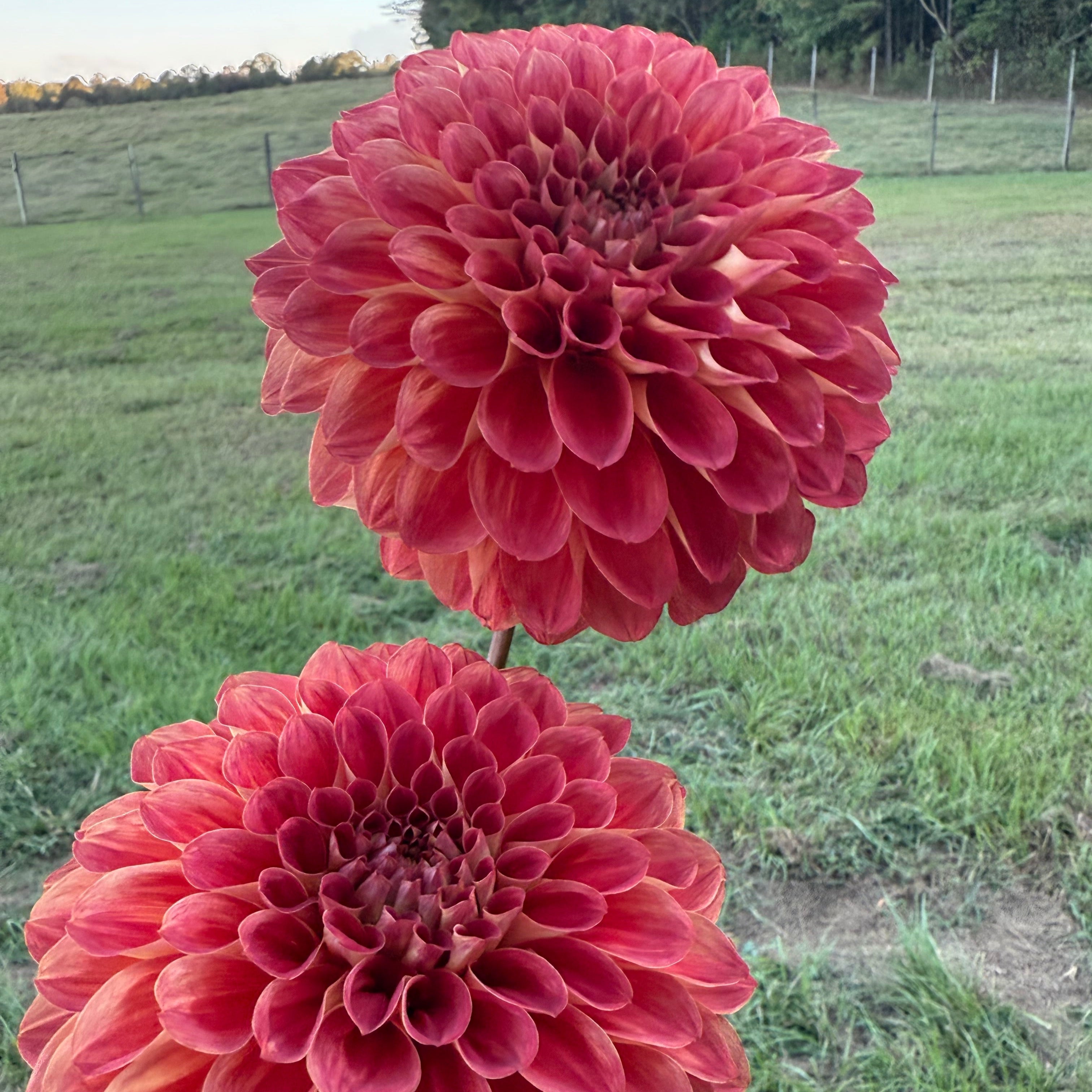 DAHLIAღ Gitts Crazy' | Dahlia Tuber | Shipping March - April 2026 – Stone