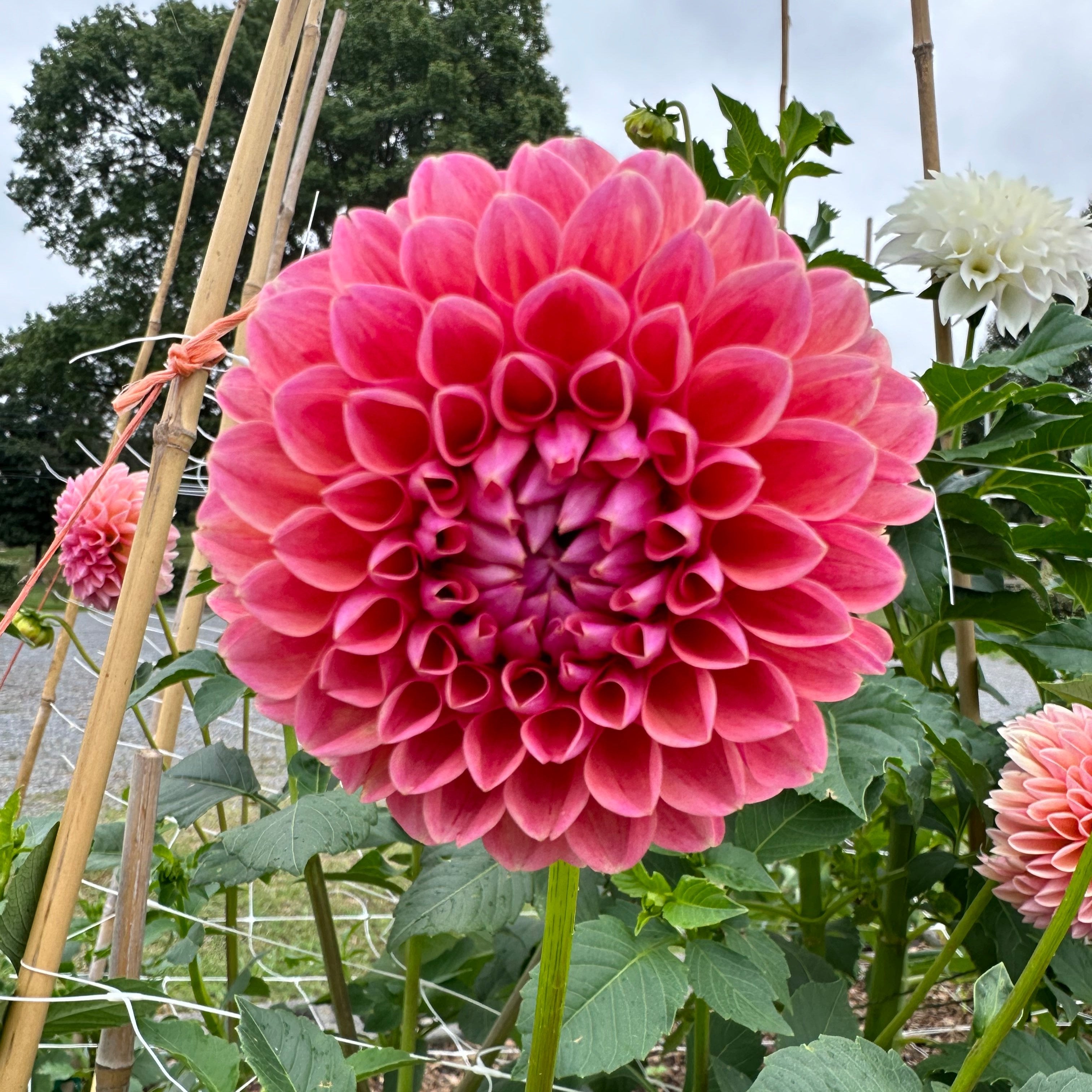 KA's® Boho Peach' | Dahlia Tuber | Shipping March - April 2026