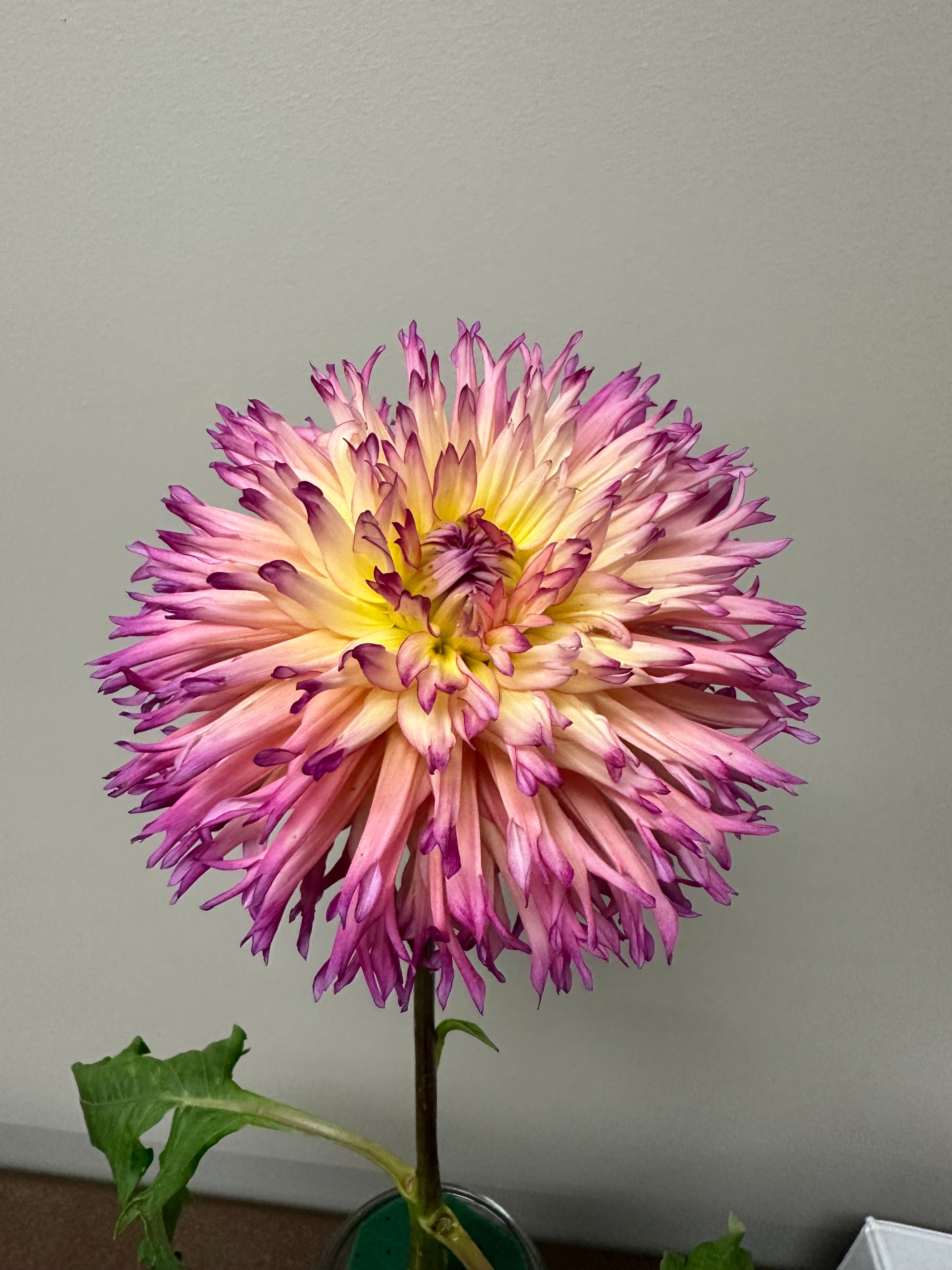 Nenekazi' | Dahlia Tuber | Shipping March - April 2026 – Stone