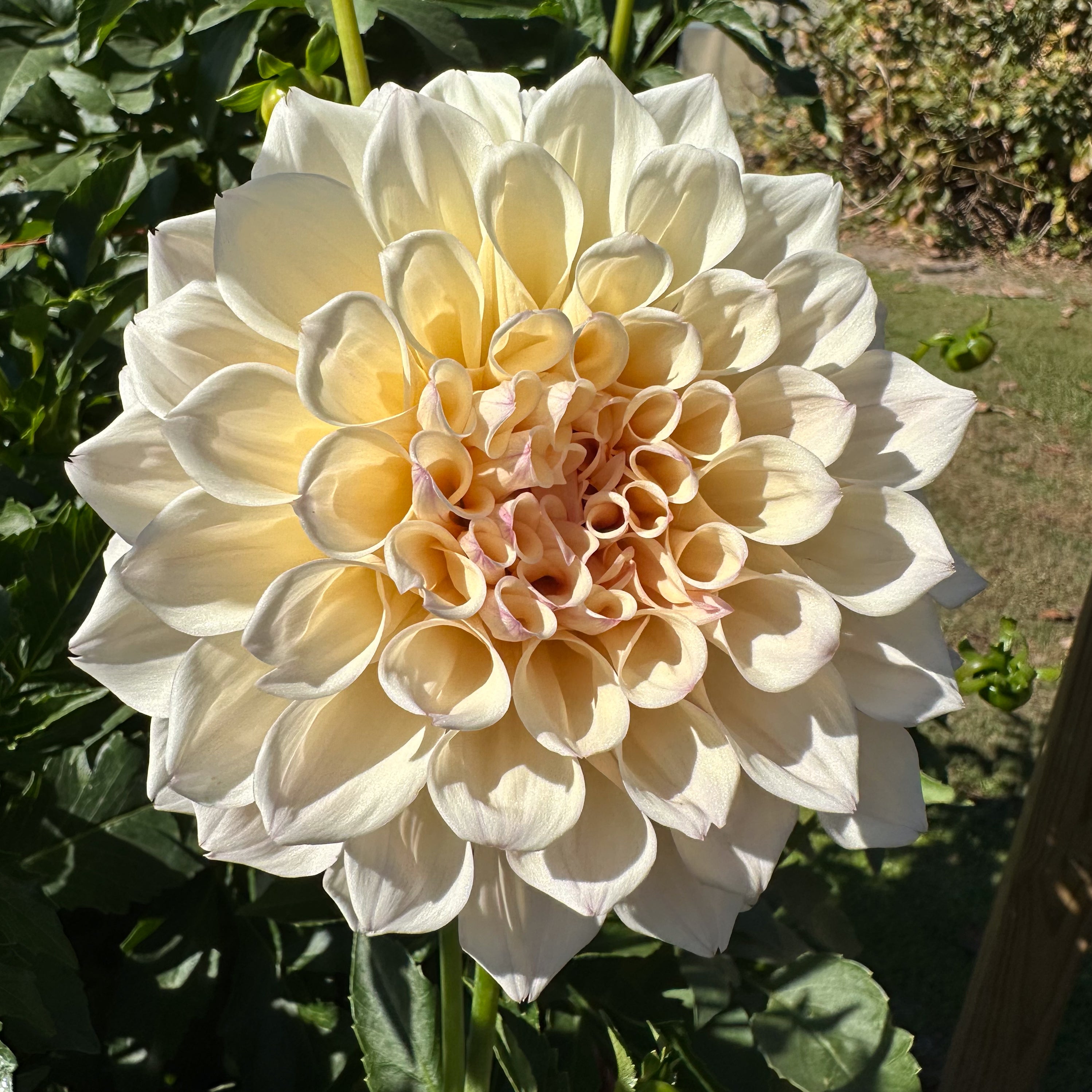 FUA Flower petal 片耳ピアス　ivory color FUA Flower petal 片耳ピアス ivory color 【公式通販】