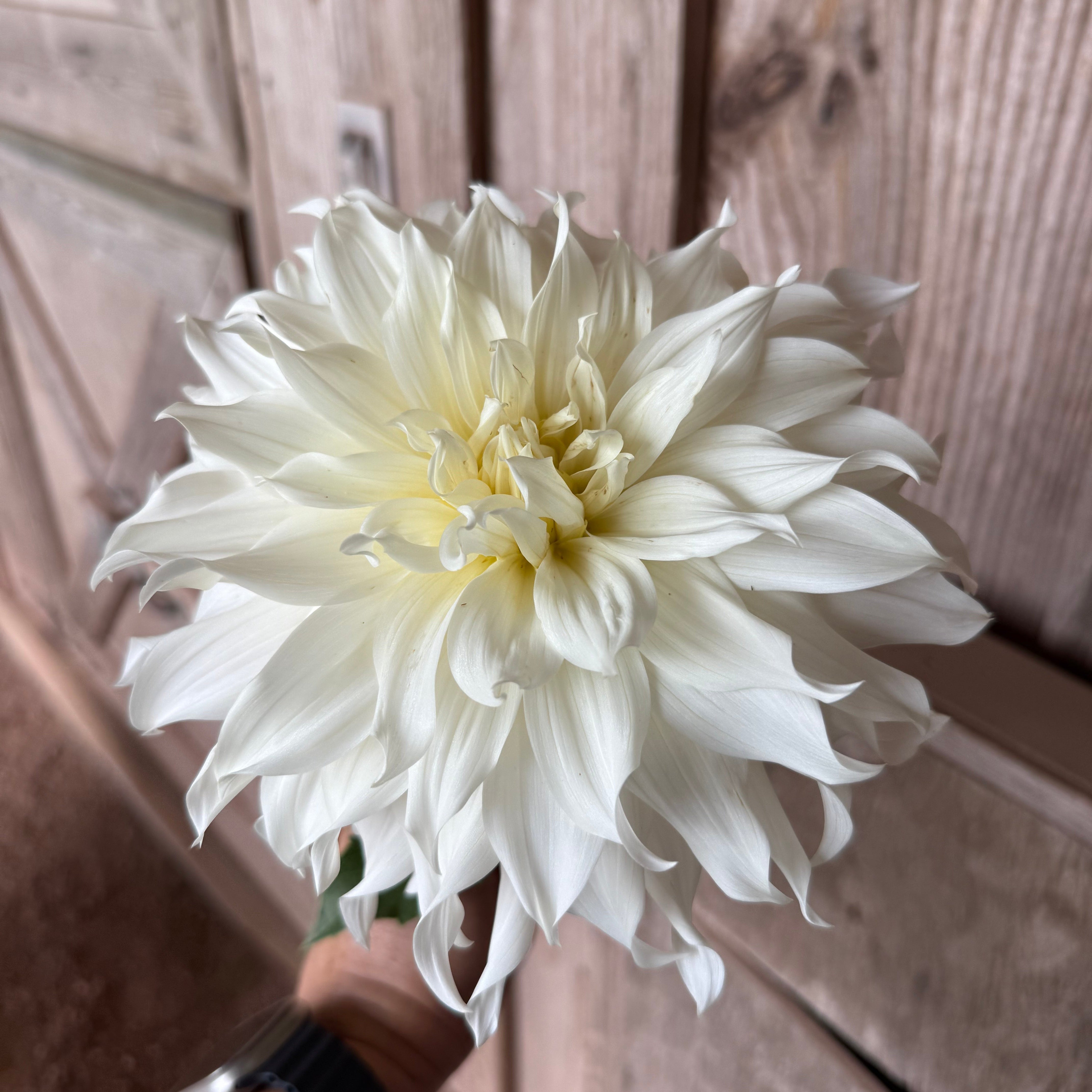 フラワー・リース kal KA's® Khaleesi' | Dahlia Tuber | Giant White Informal Decorative