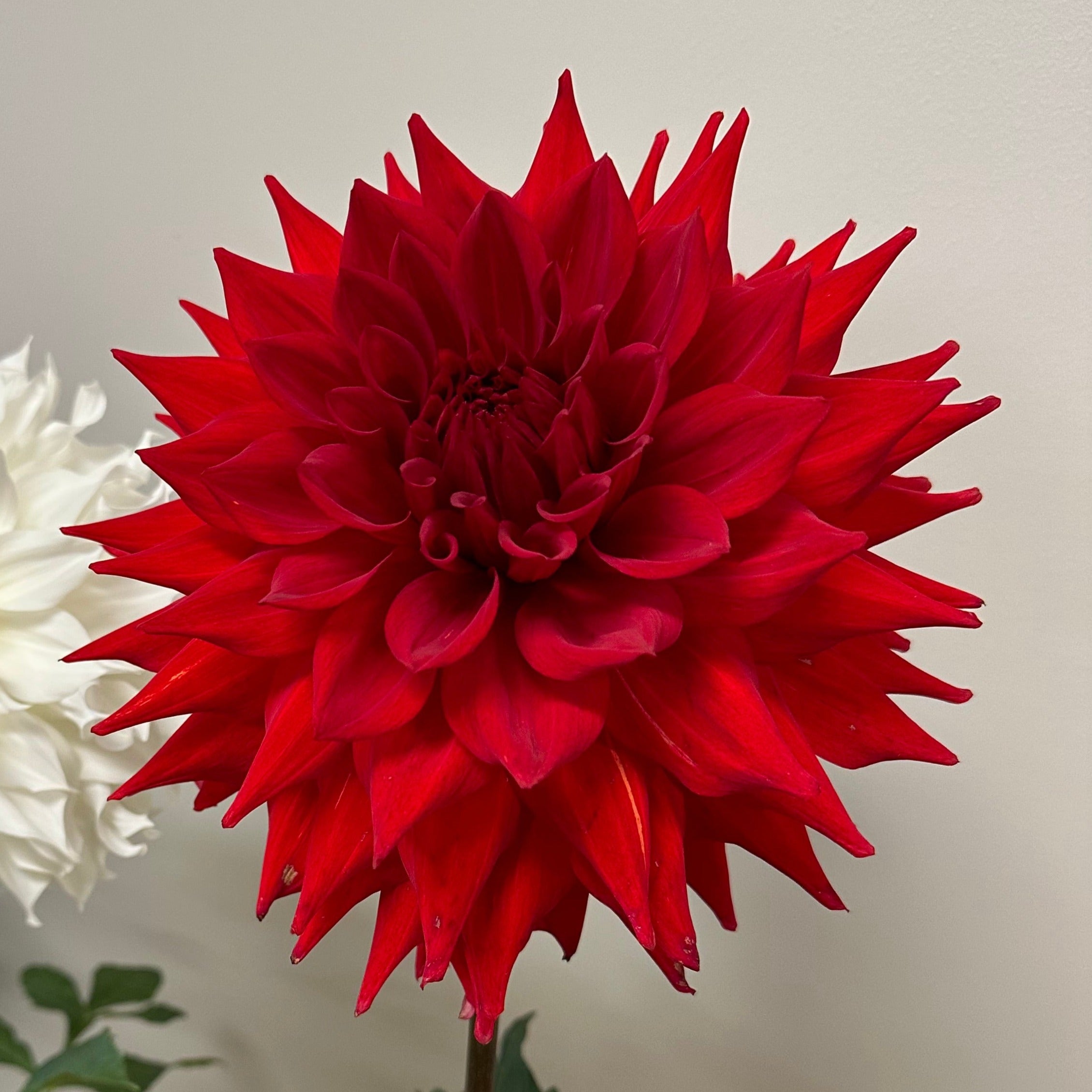 Kenora Wildfire Dahlia Tuber – Stone Hollow Farmstead