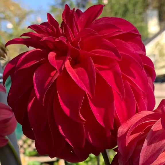 DAHLIAさん専用 KA's™ Lavender Blush dahlia tuber for sale - Pedaling Petals