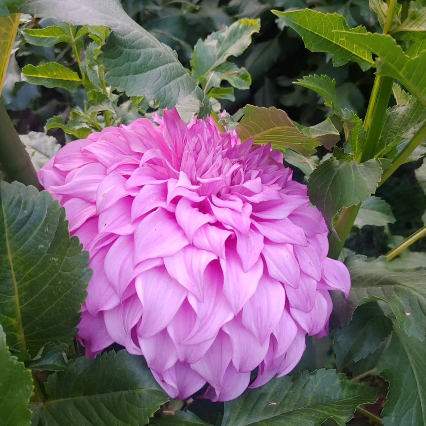 Ｄahlia☆ Vassio Meggos' | Dahlia Tuber | Shipping March - April 2026