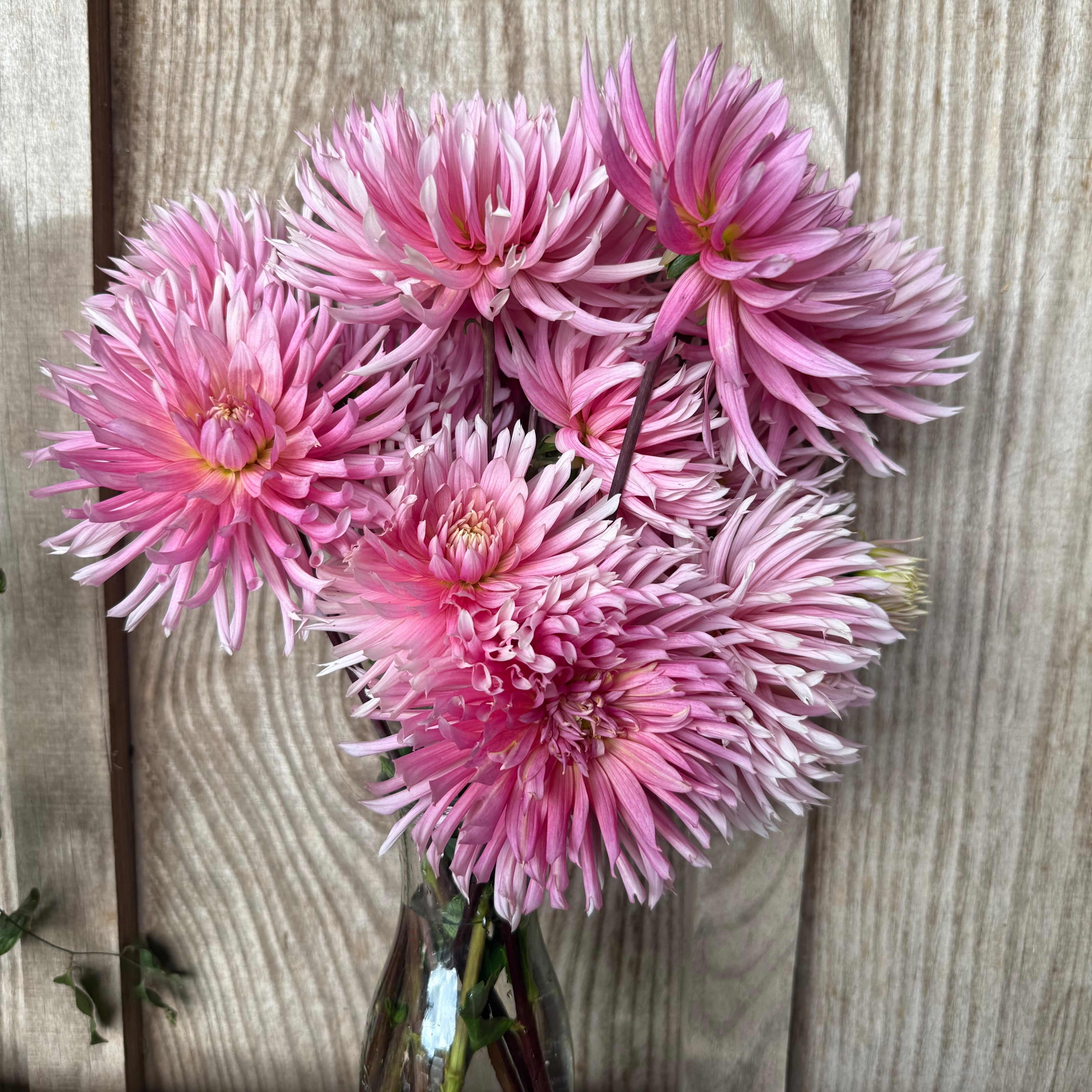 HAMMERSLEY PINK FLORAL CHINZ フローラル チンツ！ Hollyhill Cotton Candy' | Rooted Cutting | Shipping March - May