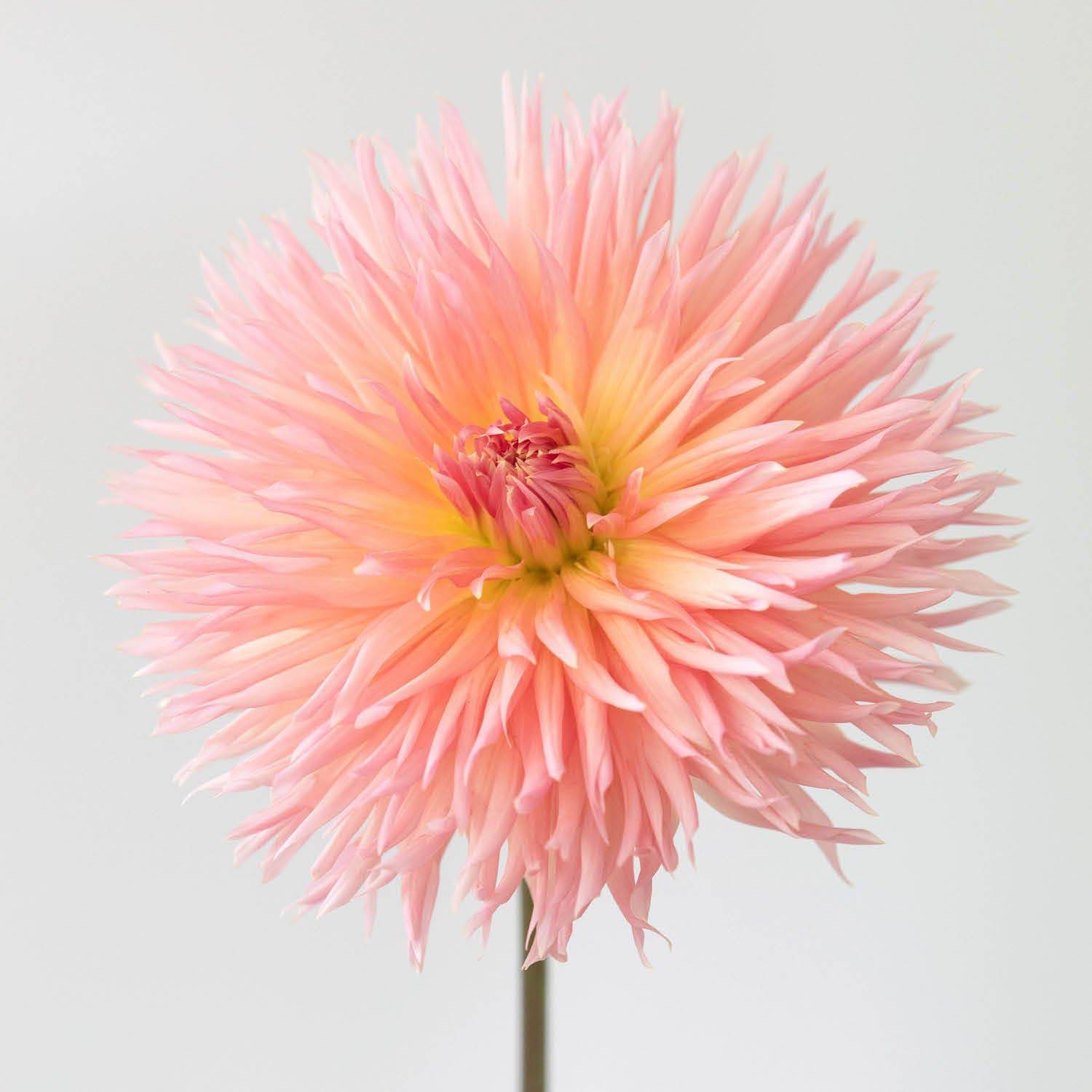 'Brookside Cheri' | Dahlia Tuber | Shipping March - April 2026