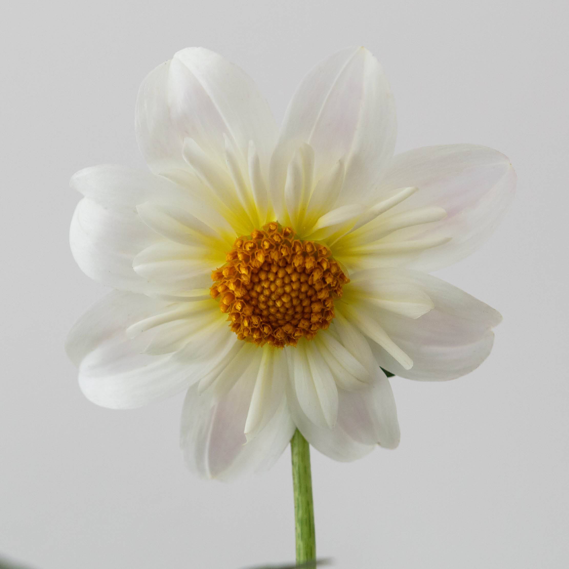 'Cherubino' | Dahlia Tuber | Shipping March - April 2026