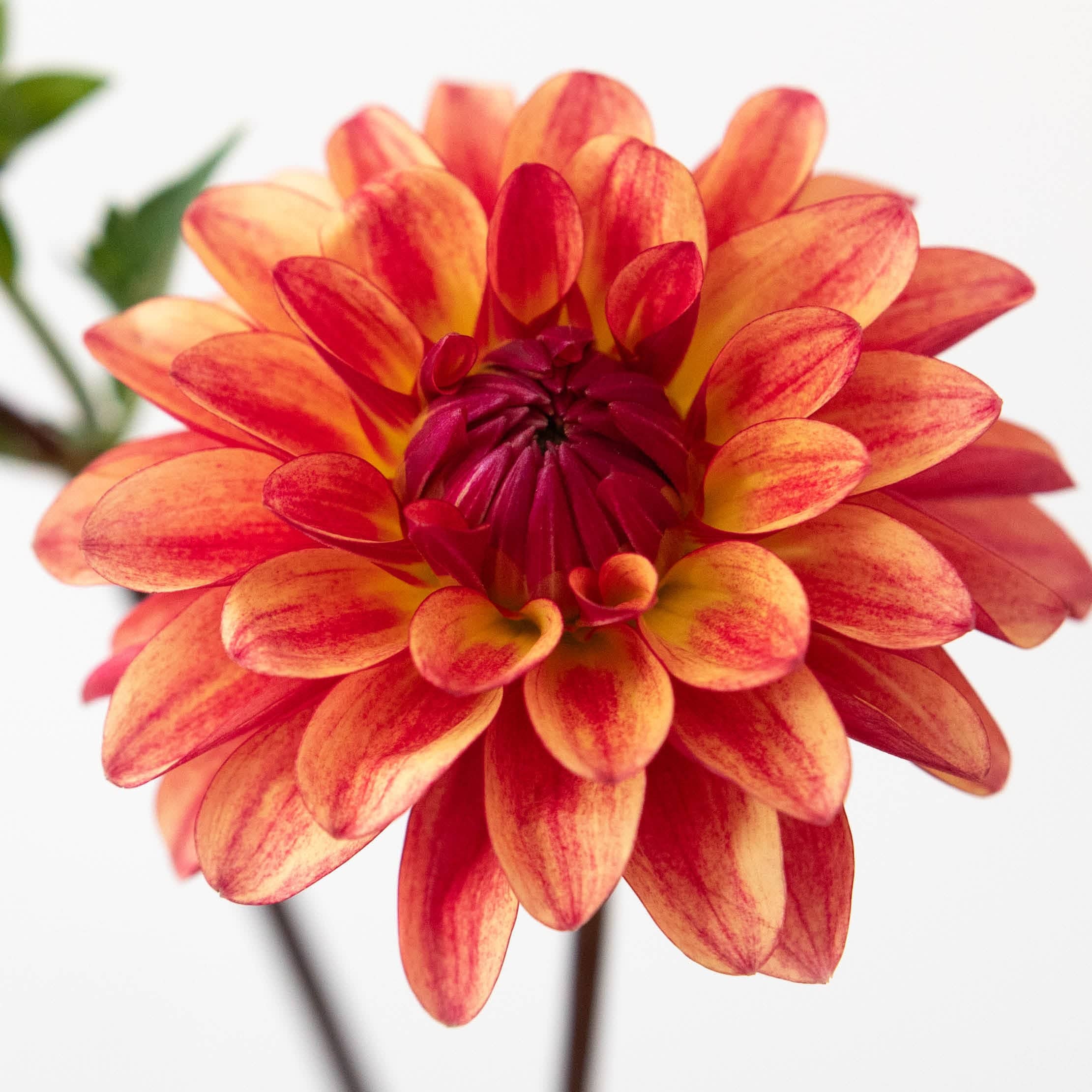 Crazy Legs' | Rooted Cutting | Shipping March - April 2026 – Stone