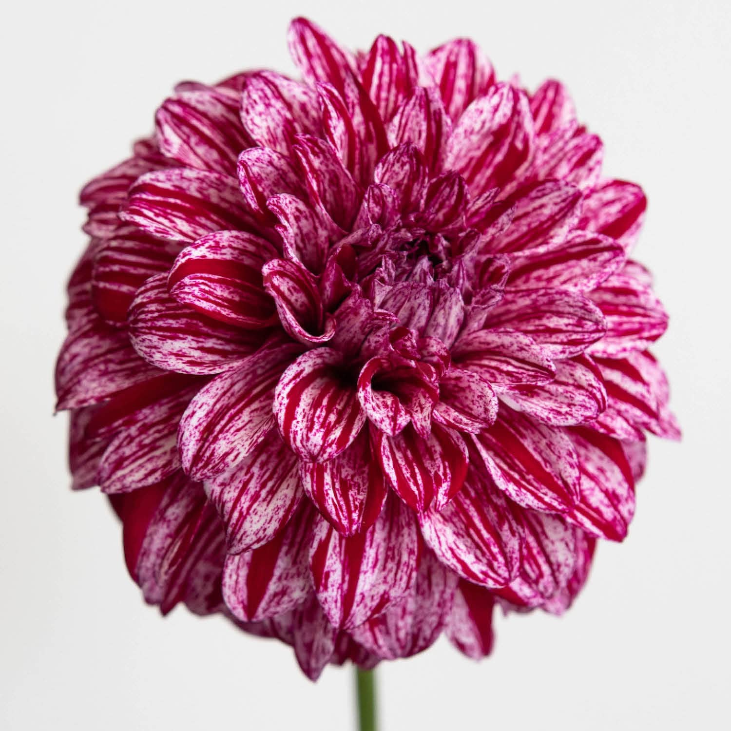 JK Lauren' | Dahlia Tuber | Shipping Spring 2026 – Stone Hollow