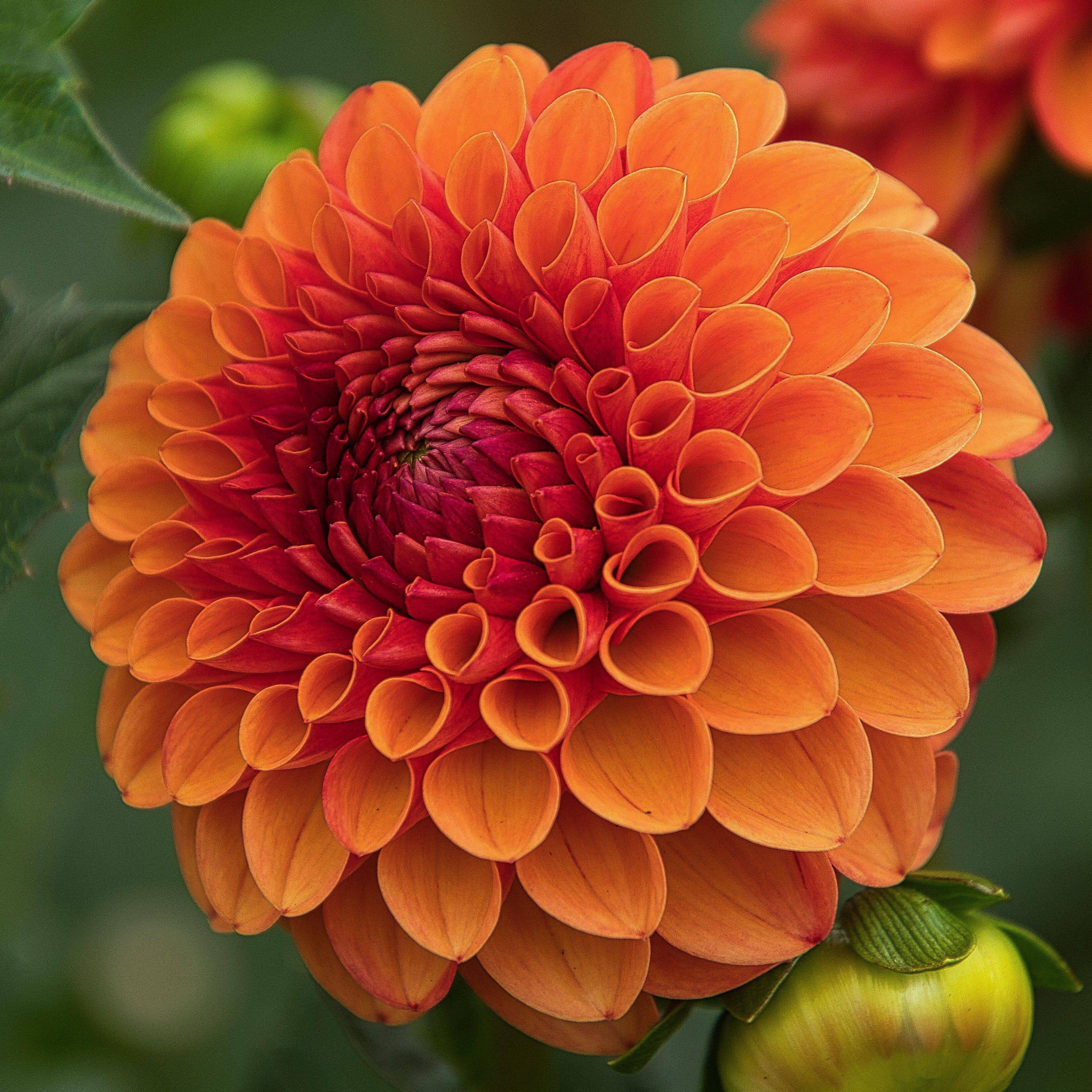 'Jowey Linda' | Dahlia Tuber | Shipping March - April 2025 | Stone 