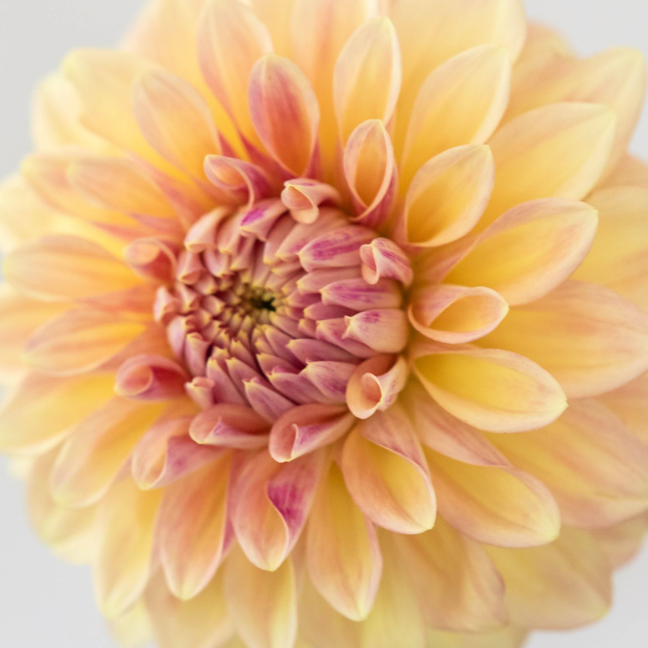 'Miss Amara' | Dahlia Tuber | Shipping March - April 2026