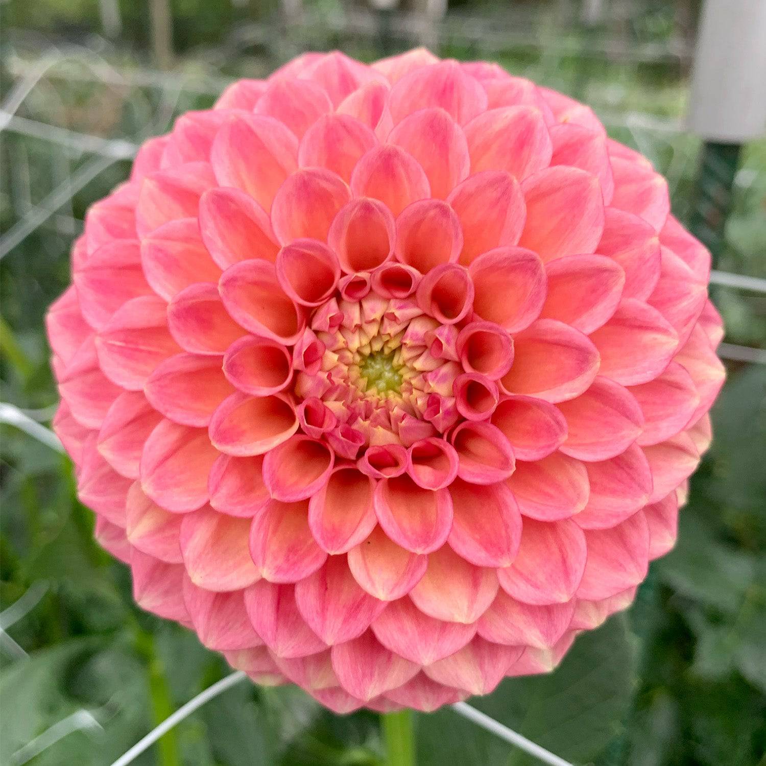 'Snoho Doris'  Shipping Spring 2025  Stone Hollow Farmstead