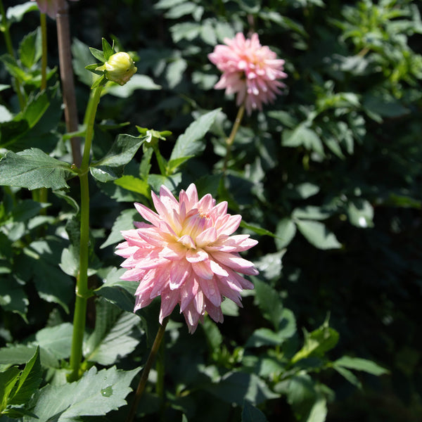 Week 10 | Wrapping Up Summer CSA and Looking Ahead