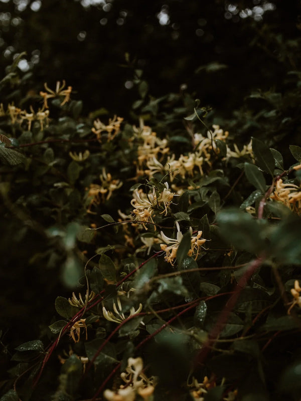 Springtime Wild Honeysuckle Cocktail