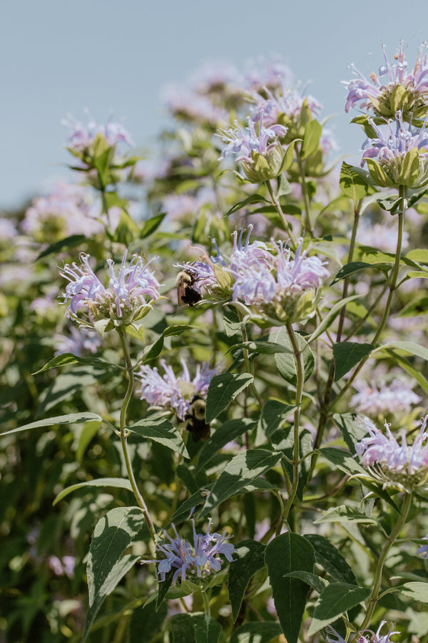 bee balm