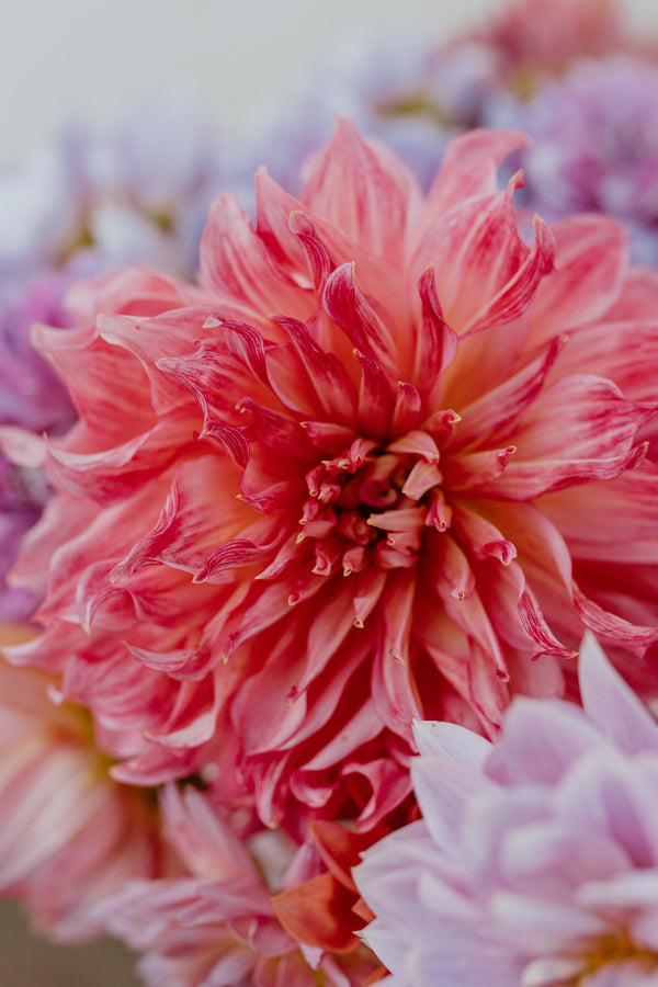 A bright pink dinner plate dahlia
