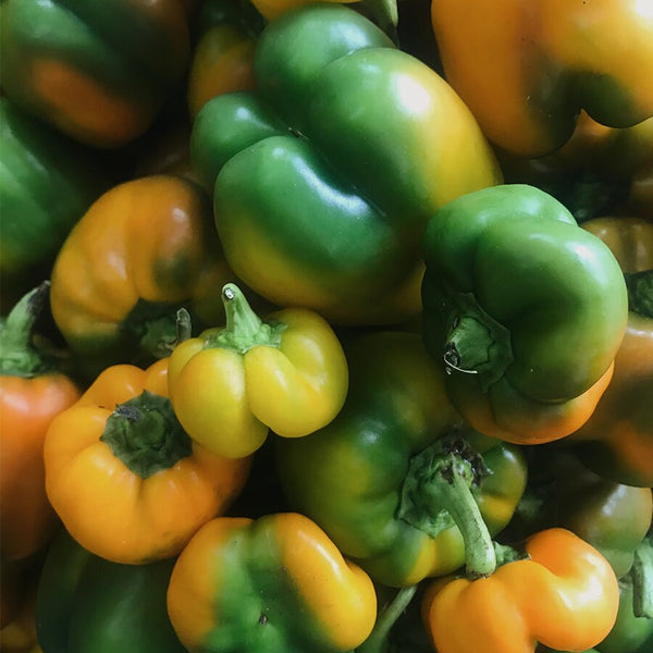 Tri-color bellpeppers in hues of green and yellow