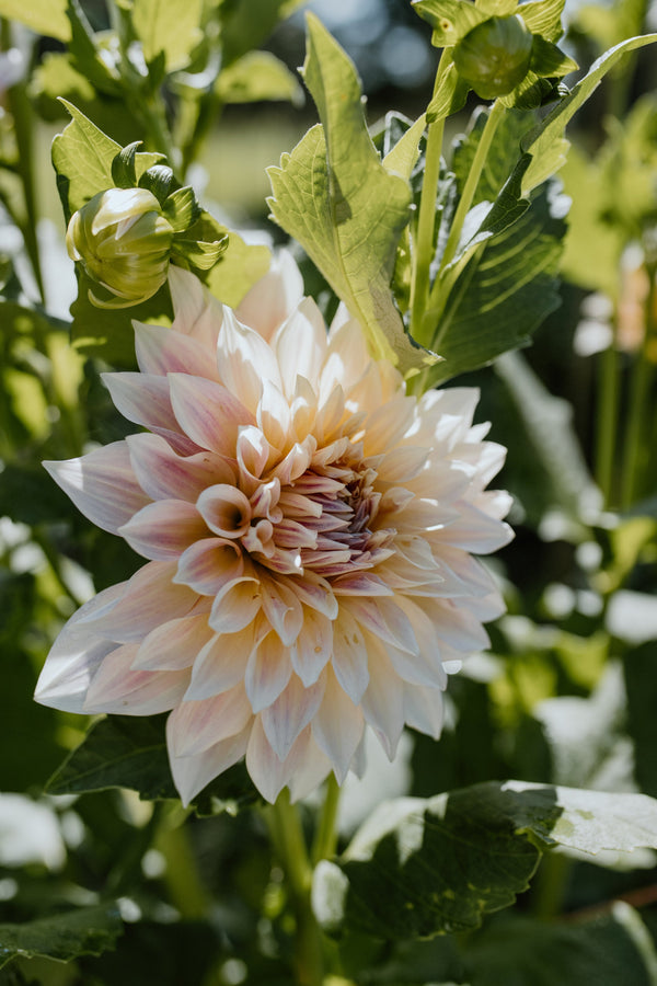 A cream and pink dahlia