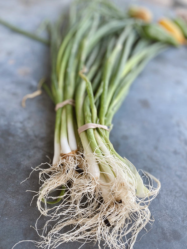 A bundle of green onions