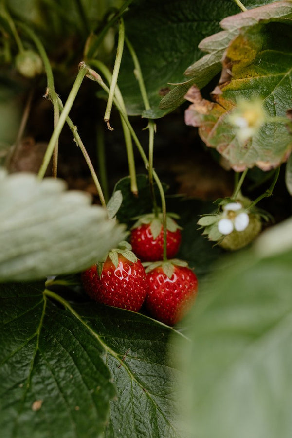Strawberries hiding under a leaf