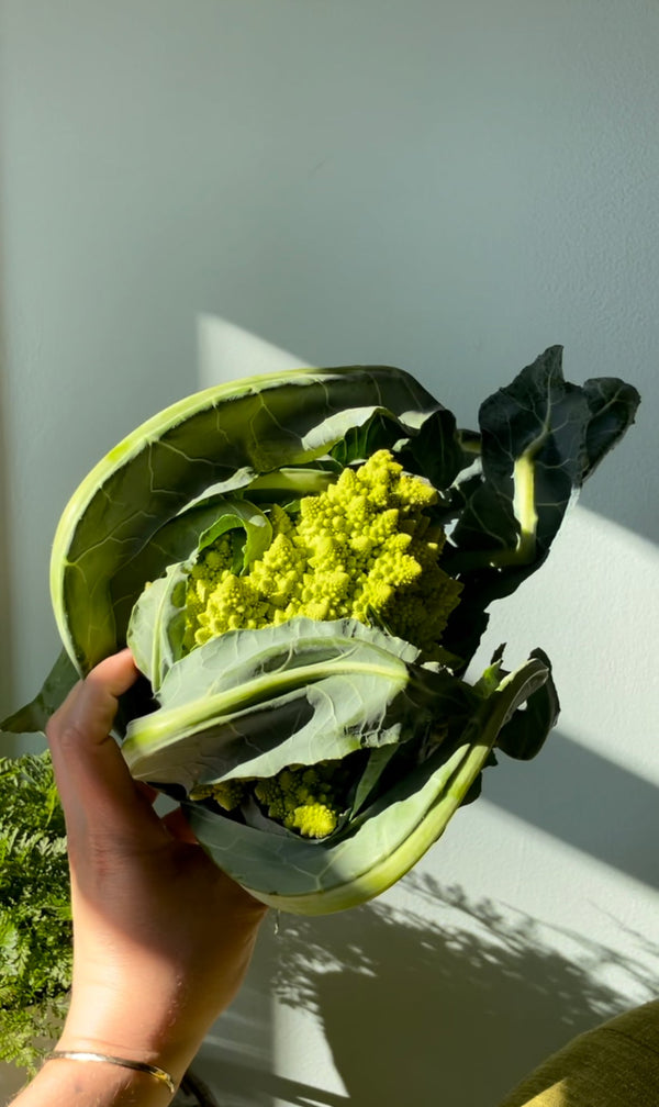 Romanesco in a sunbeam held up by one hand