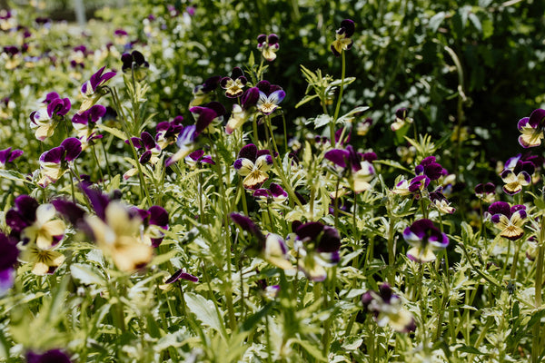 Petite purple and yellow pansies in a flower bed, with a mix of light and dark purple hues, surrounded by green leaves and stems