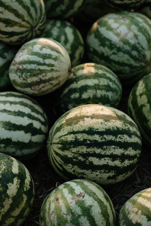 A field of ripe watermelons to be made into pickled watermelon rind