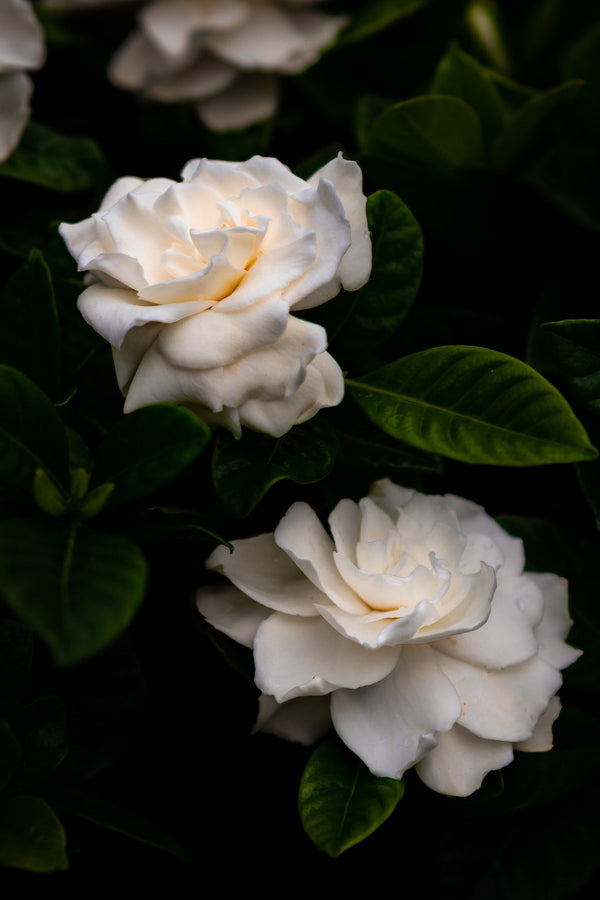 Brilliant white velvety-soft gardenias amidst dark green leaves