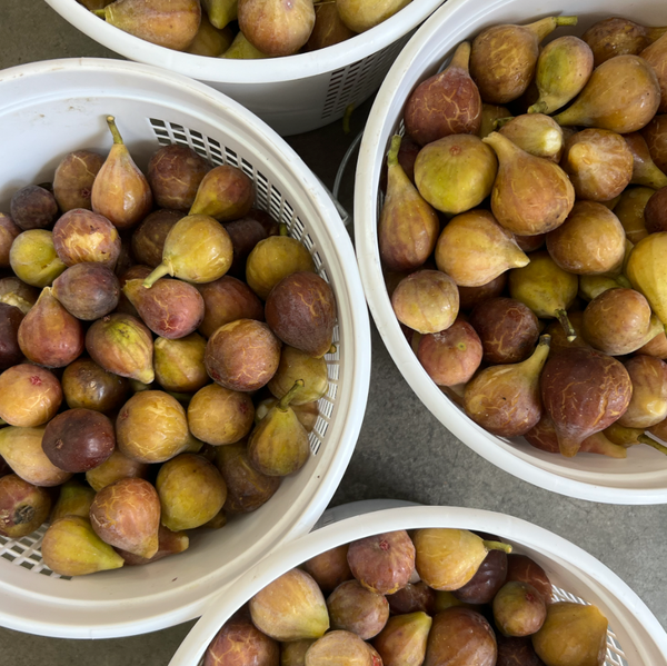 Fig Harvest