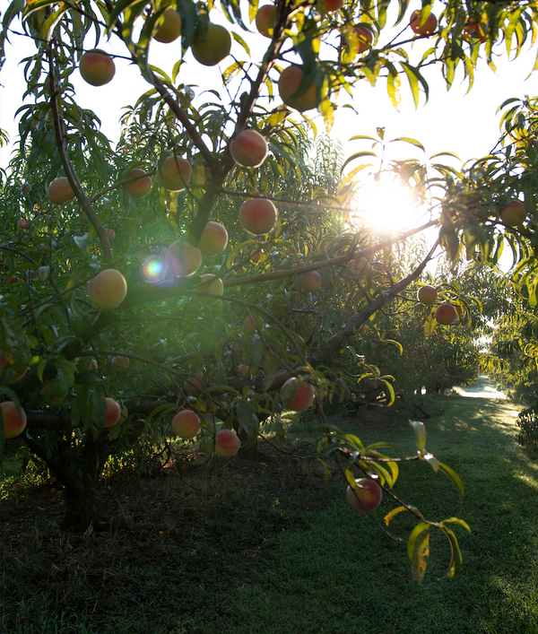 Peach Harvest