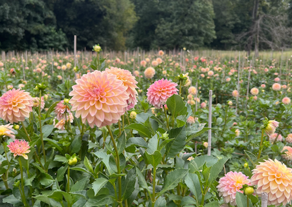 Dahlia Field Harvest