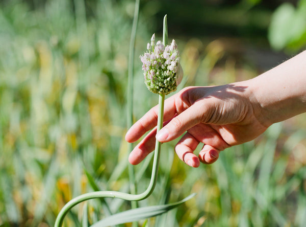 A hand reaching out to grab a garlic scape