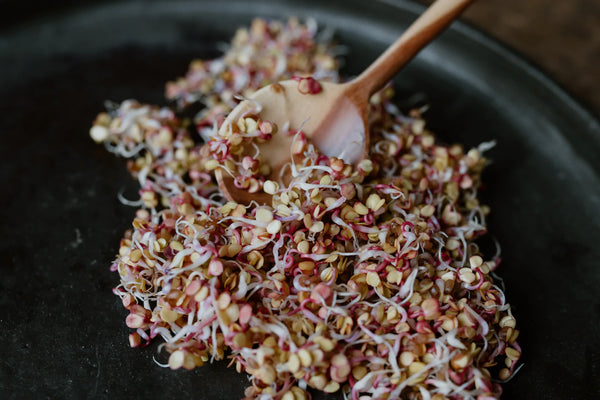 Sprouting with a Mason Jar