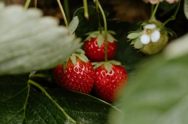 Our Strawberry Rose Drinking Vinegar