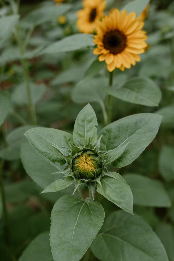 Sunflower plant