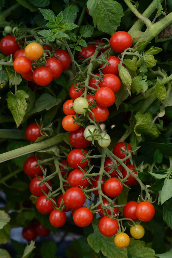 A bunch of currant tomatoes on the vine
