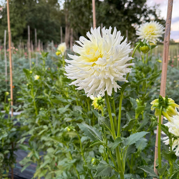 Week Seven | Celebrating Dahlia Day & Farm Fresh Goodies