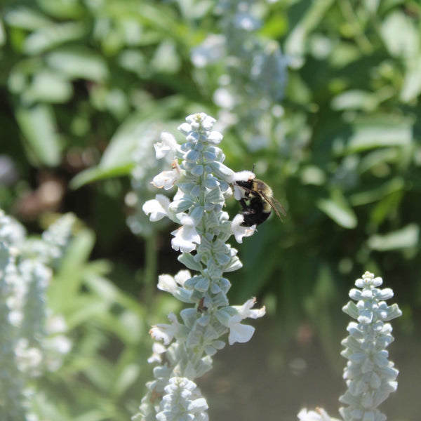 Bee in the Garden at Stone Hollow Farmstead